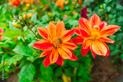 Bee Collects Nectar on Orange Dahlia Flower