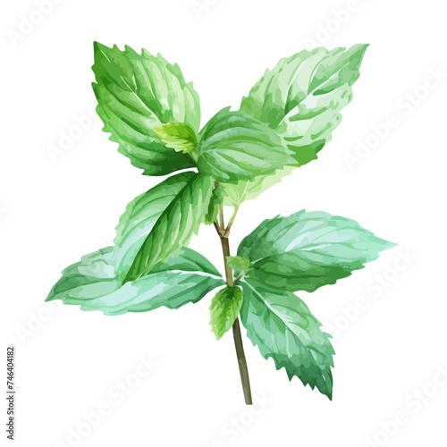 Watercolor Painting Mint leaves, Drawing Illustration & Vector, isolated on white background.