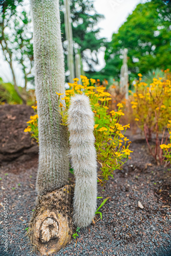 Cactus Silver Torch Cleistocactus Strausii photo