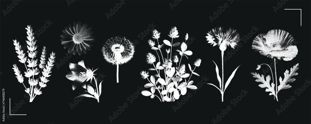 Fototapeta premium Field flowers white silhouette vector illustration set. Chamomile, dandelion, poppy, lavender, cornflower. Dot texture. Vintage negative photocopy effect