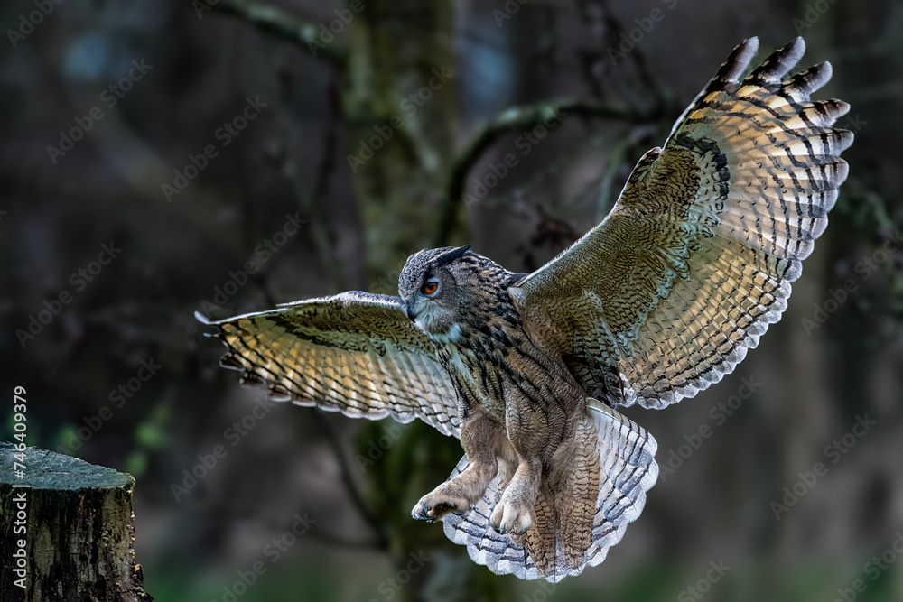 Majestic Eurasian eagle-owl soaring with wings extended Majestic Eurasian eagle-owl soaring with wings extended