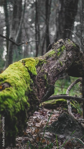 Moss covering a dead trunk of an oak