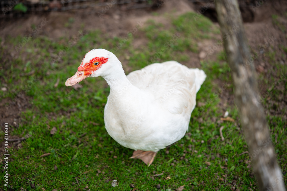 Bautiful white goose in the garden. Close-up Bautiful white goose in the garden. Close-up