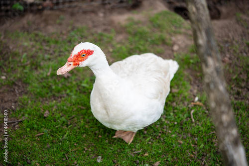 Bautiful white goose in the garden. Close-up © Aleksandrs