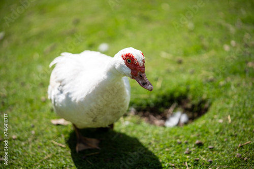 Canvas Print Bautiful white goose in the garden. Close-up