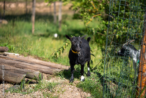 Cute little black baby goat walking on a farm on a sunny day