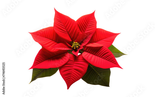 A red poinsettia plant with vibrant green leaves. The striking contrast of colors highlights the beauty of this popular holiday flower. on a White or Clear Surface PNG Transparent Background.