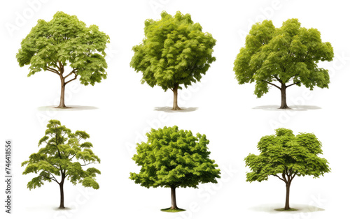 Assorted Trees. A variety of different types of trees  including pine  oak  and maple  Each tree exhibits unique characteristics. on a White or Clear Surface PNG Transparent Background.