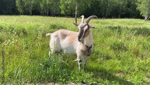 Domestic farm Goat on the paddock grazing over fresh green fields near the village