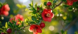Red flowers on a pomegranate tree.