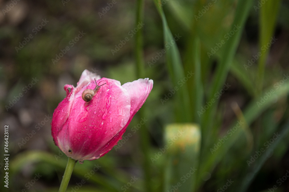 Kleine Gehäuseschnecke auf Tulpenblüte mit Regentropfen vor unscharfem Hintergrund Kleine Gehäuseschnecke auf Tulpenblüte mit Regentropfen vor unscharfem Hintergrund