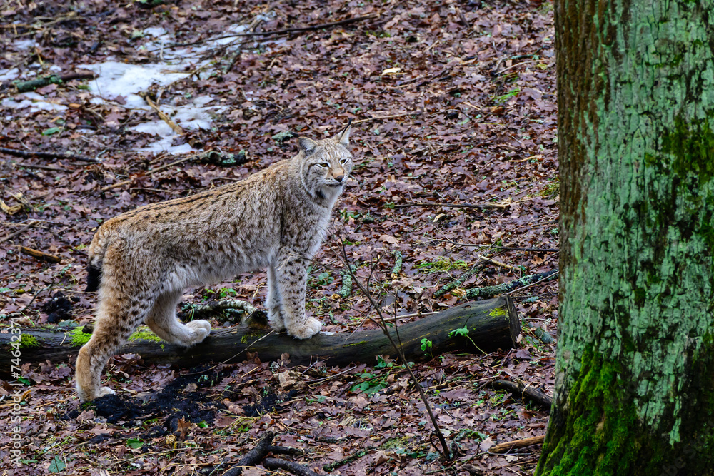 Obraz premium lynx in a late winter landscape
