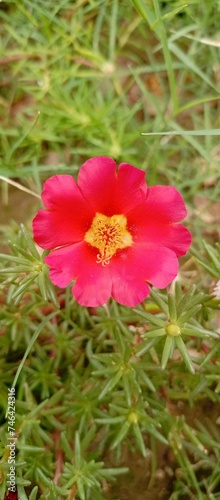 red and yellow flower
