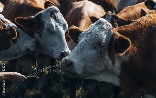 Wallpaper Mural Cows grazing in a Swedish countryside during summer, surrounded by flowers Torontodigital.ca