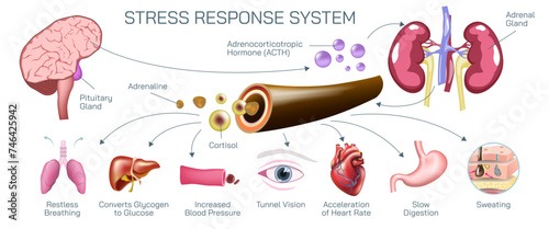 What is Stress response system vector illustration. A stressful situation occurs in the brain and hormones that produce physiological changes in the body. photo
