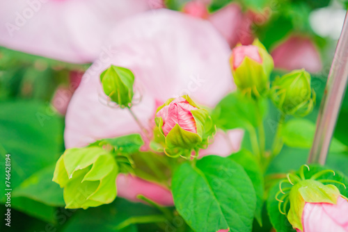 Hibiscus Moscheutos Flower Bud photo