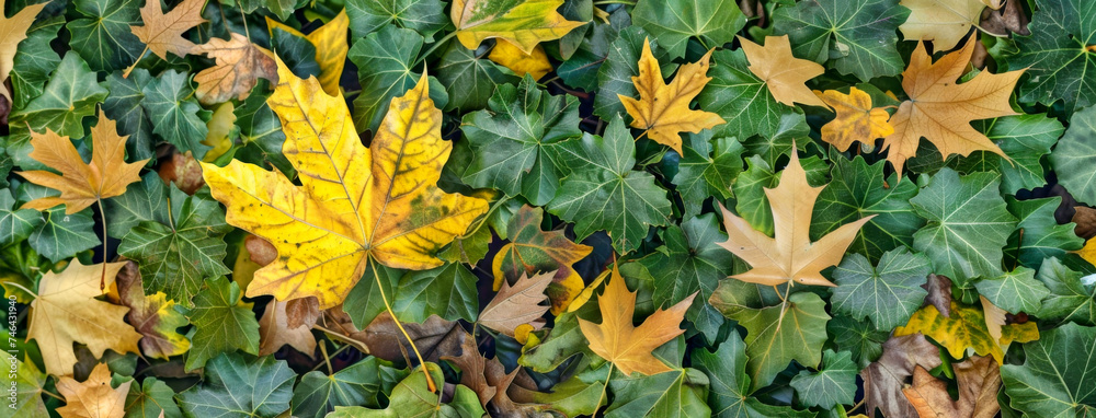 background banner with autumn leaves in the grass background banner with autumn leaves in the grass