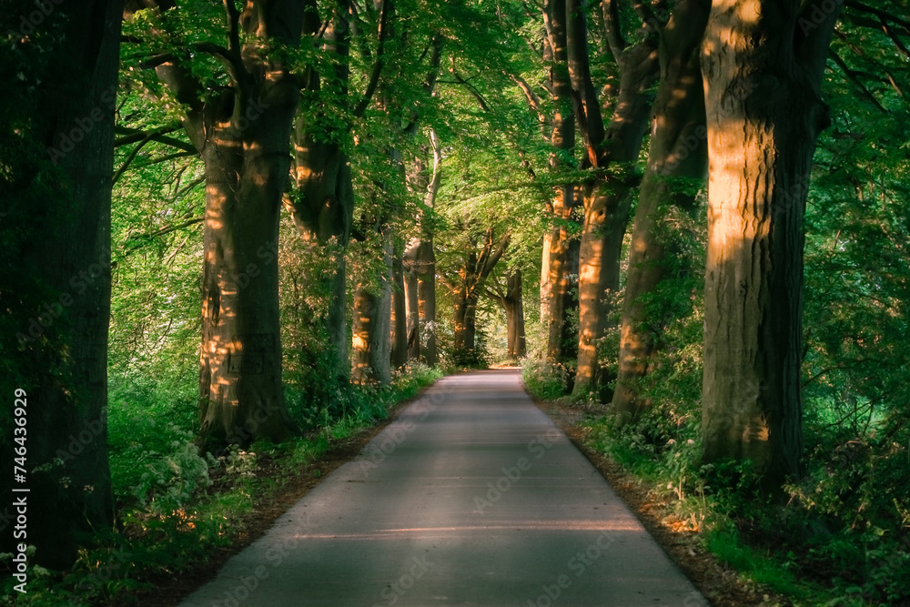 Fototapeta premium Country Road with trees along the side