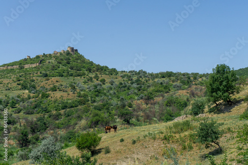 Ruins of medieval fortress on the hill. Bushes and fields around. Two horses eating grass. Blue bright sky.