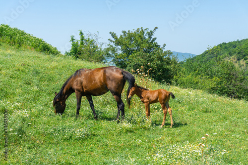 Brown horse eating grass and beautiful foal on a green wild meadow. The child is interested in nature. Bushes and mountains in the background. Blue bright sky.