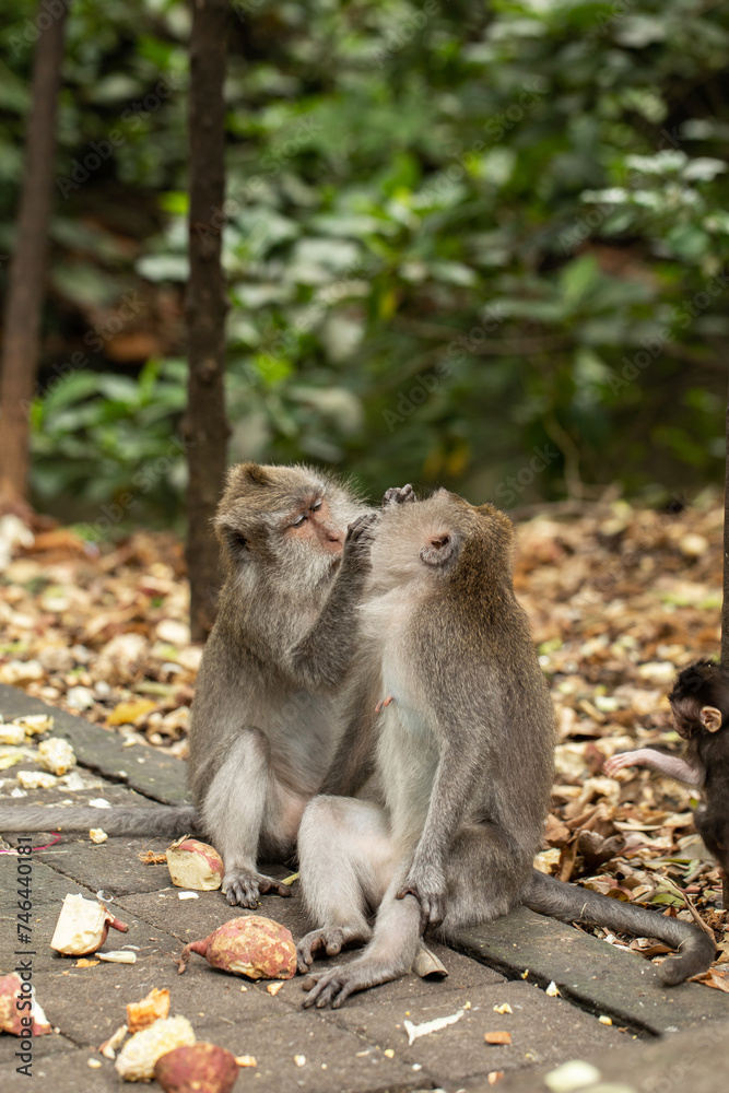 A long-tailed macaque is sitting on a footpath in the Ubud Monkey Forest. 