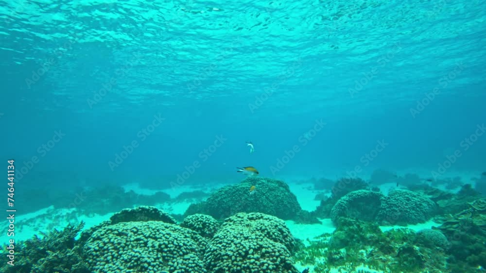 Several fish swim through the sea search for food underwater, slow-motion Several fish swim through the sea search for food underwater, slow-motion