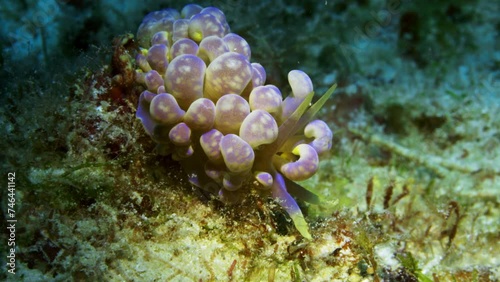 Cute Phyllodesmium magnum nudibranch crawling slowly among the soft coral and algaes on the ocean floor. photo
