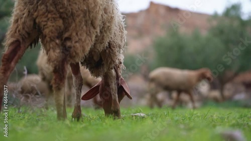 Sheep eats green grass, rear view, slow motion.