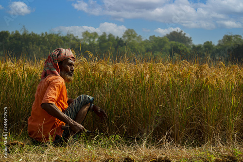 Bangladeshi old farmer harvesting paddy. Rice fields of Bangladesh. Sunburned farmer's face. Farmers are now happily reaping the ripe paddy.