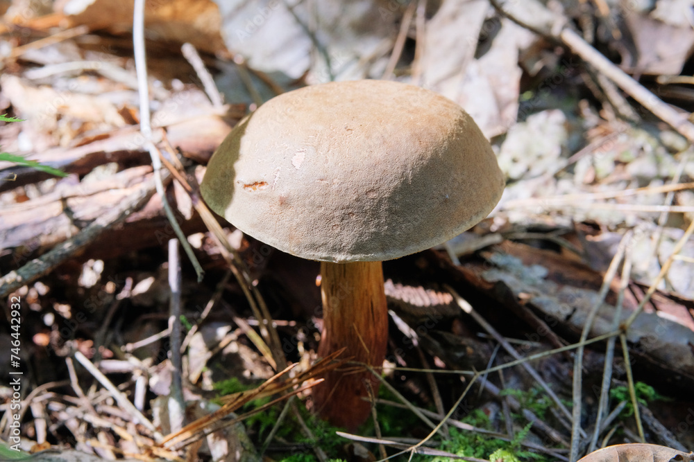 Picking of forest mushrooms on a warm sunny day. Nature of autumn forest. Season of mushrooms in forest. Sunny day. Picking of forest mushrooms on a warm sunny day. Nature of autumn forest. Season of mushrooms in forest. Sunny day.