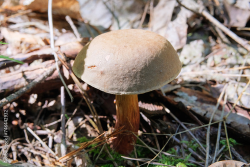 Picking of forest mushrooms on a warm sunny day. Nature of autumn forest. Season of mushrooms in forest. Sunny day.