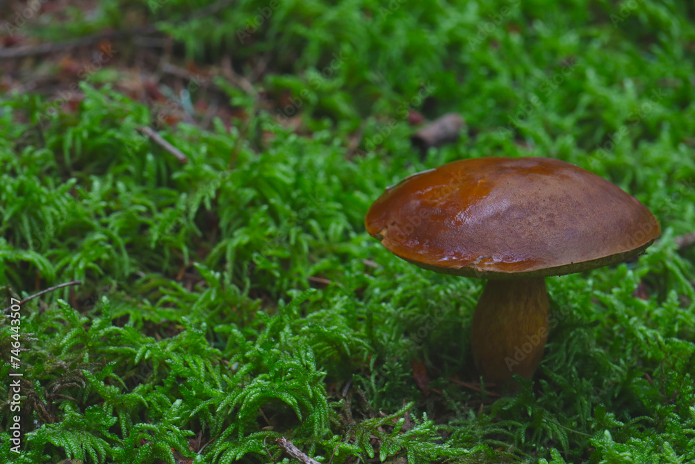 Close up of a brown mushroom (bay bolete or Imleria badia) in a forest with a green, mossy background Close up of a brown mushroom (bay bolete or Imleria badia) in a forest with a green, mossy background