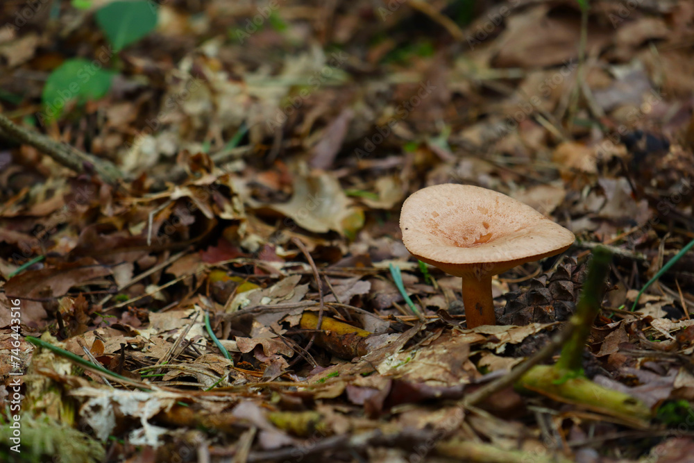 Close up of a fenugreek milkcap (Lactarius helvus) in an autumn forest with a dark, neutral background Close up of a fenugreek milkcap (Lactarius helvus) in an autumn forest with a dark, neutral background