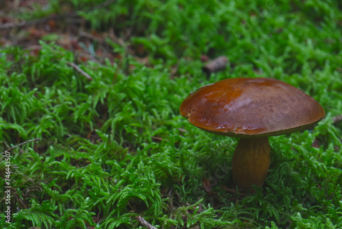 Close up of a brown mushroom (bay bolete or Imleria badia) in a forest with a green, mossy background