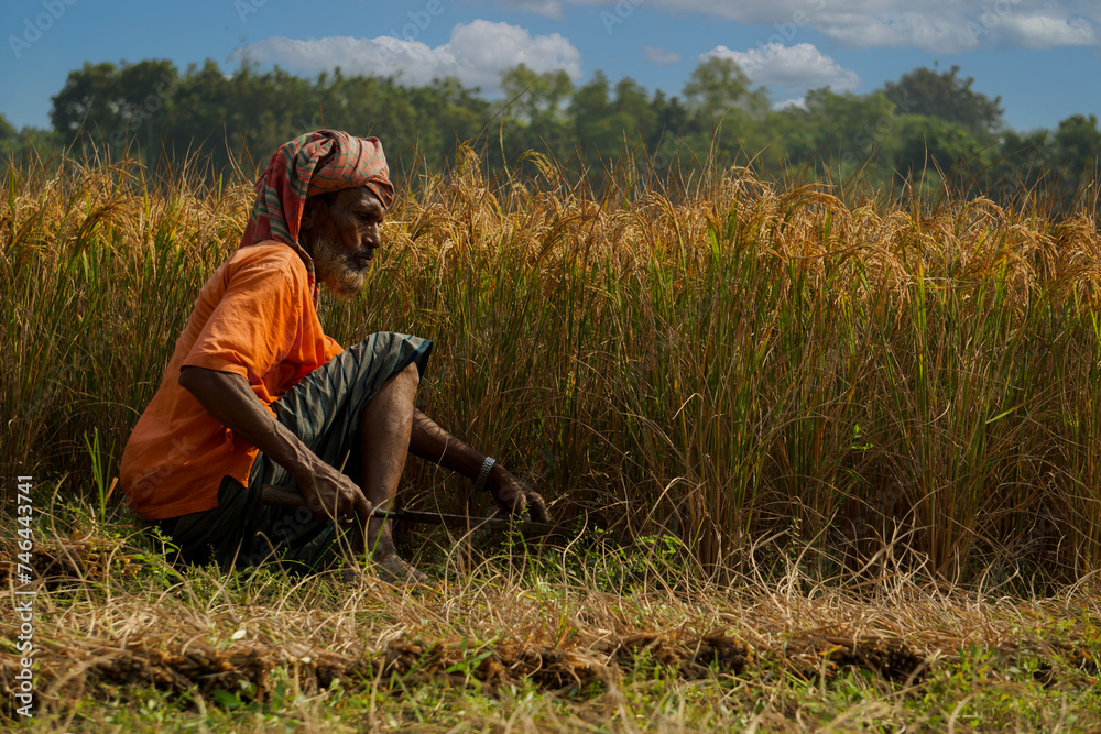 Bangladeshi old farmer harvesting paddy. Rice fields of Bangladesh. Sunburned farmer's face. Farmers are now happily reaping the ripe paddy. Bangladeshi old farmer harvesting paddy. Rice fields of Bangladesh. Sunburned farmer's face. Farmers are now happily reaping the ripe paddy.