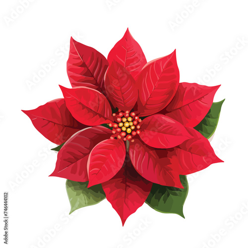 Poinsettia Clipart  isolated on white background