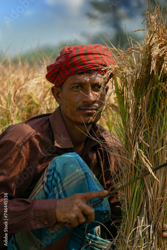 Farmers are harvesting paddy—rice fields in Bangladesh. Farmers have worked hard to produce paddy and are now happily harvesting the ripe paddy.
