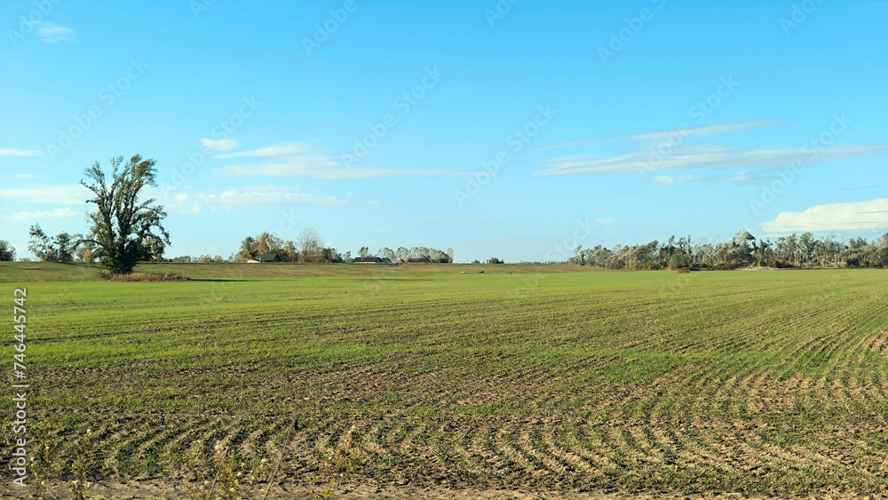 young green wheat field in autumn in Vojvodina