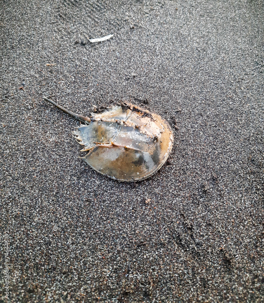 Horseshoe-crab or Belangkas or scientific name tachypleus gigas at the beach sand Horseshoe-crab or Belangkas or scientific name tachypleus gigas at the beach sand