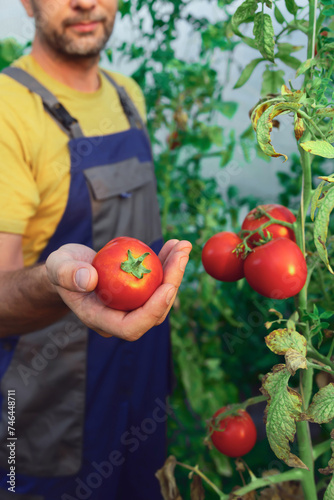 Workers hand holding tomato in a small organic greenhouse.