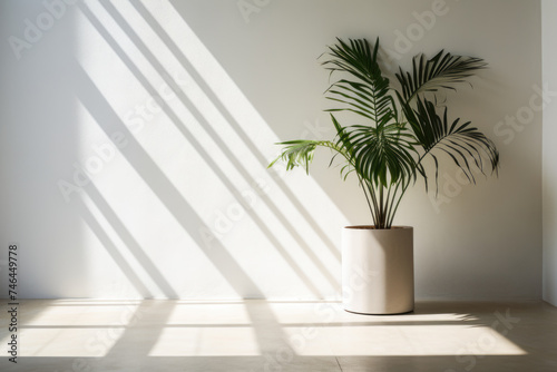 Houseplant background. Tropical house plant in a flowerpot sits by a window in empry room interior