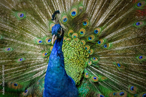Bild auf Leinwand Close up Male Blue Peacock