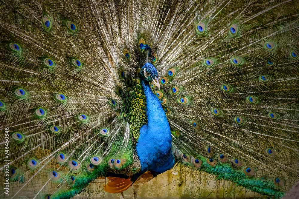 Naklejka premium Close up Male Blue Peacock
