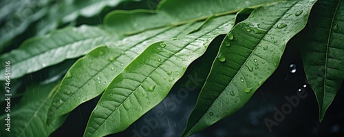 Beautiful green leaves in the damp morning with natural lighting, close up. photo