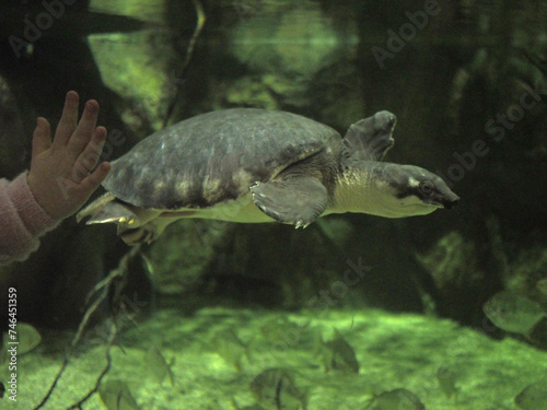 A sea turtle in a large saltwater aquarium in the aquarium. High quality photo