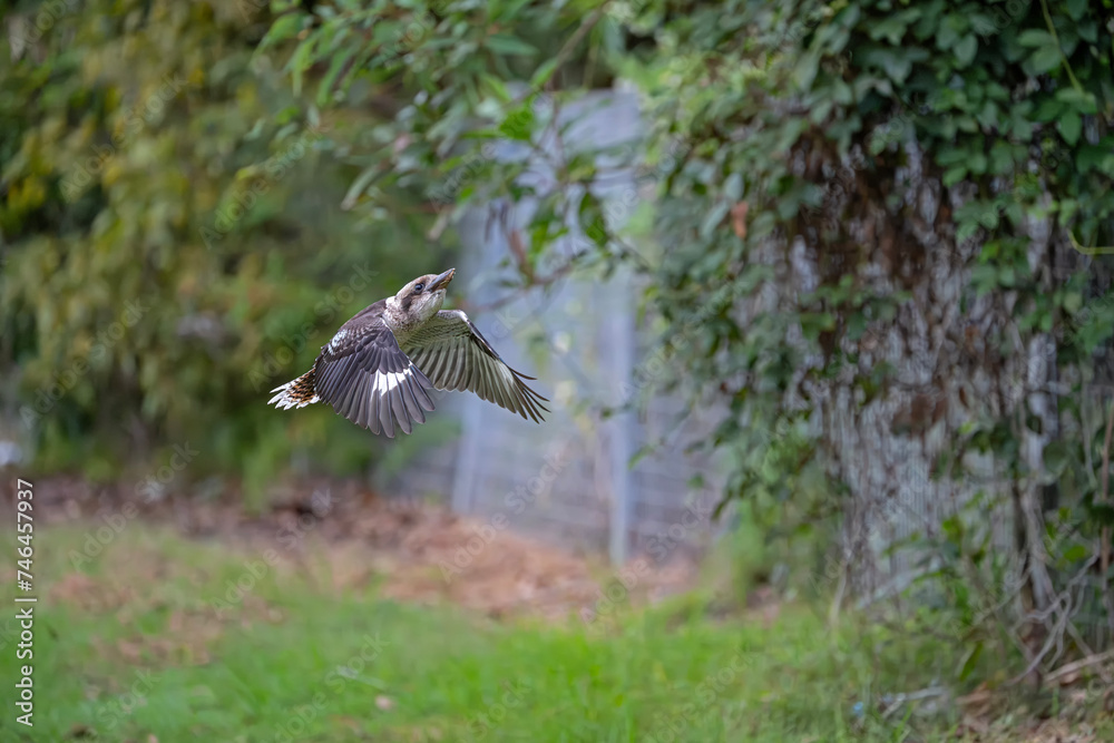 Obraz premium Kookaburra in flight