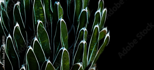 abstract green leave background