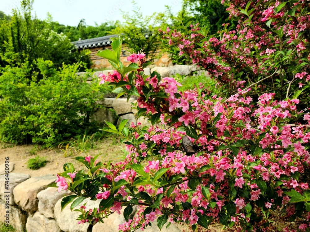 겹벚꽃 겹벚꽃