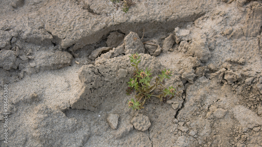 Green plants are growing in dry cracked soil. Trees in sand fields by the river. Used as background or texture for design. Green plants are growing in dry cracked soil. Trees in sand fields by the river. Used as background or texture for design.