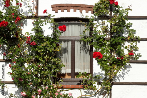 Altes, braunes Holzfenster mit Kletterrosen an einer weissen Hauswand, Deutschland © detailfoto